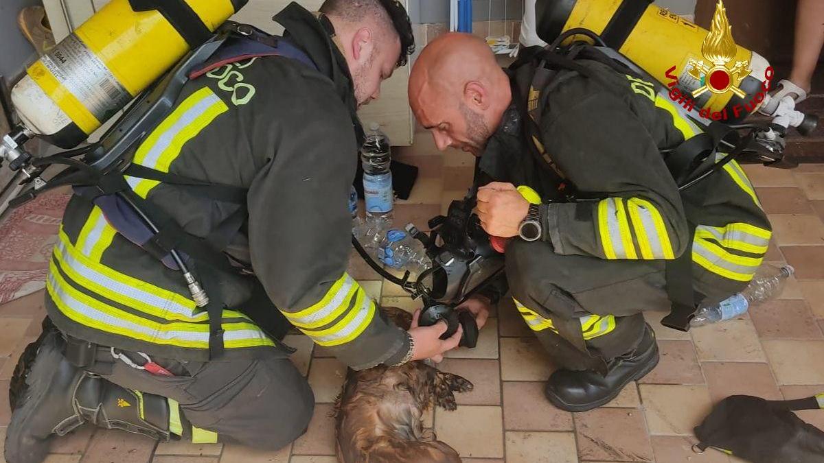 Cadelbosco Sopra: i vigili del fuoco rianimano e salvano una cagnolina intossicata