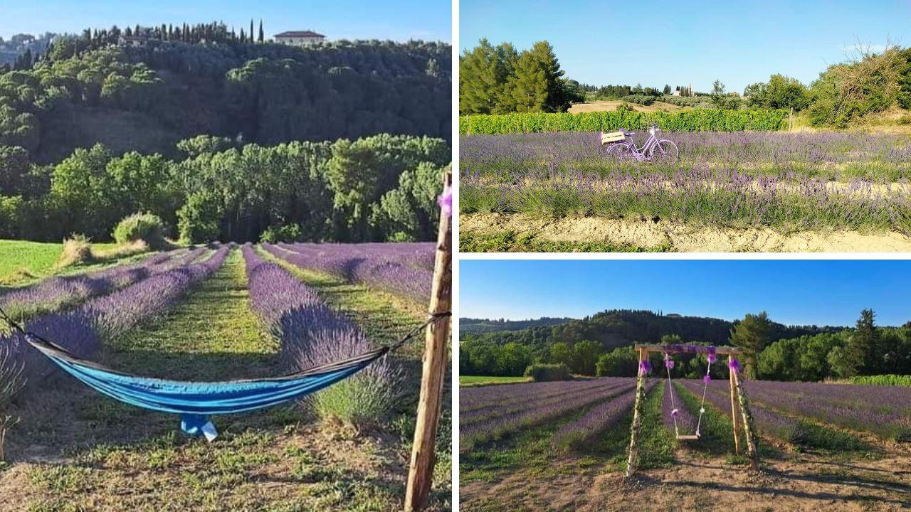 Tre immagini del nuovo lavandeto in Toscana