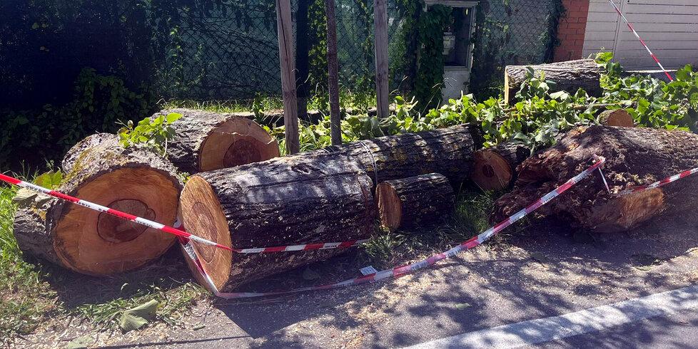 Pietrasanta, crolla un tiglio sul viale Apua: era stato controllato e risutava sano<br>
