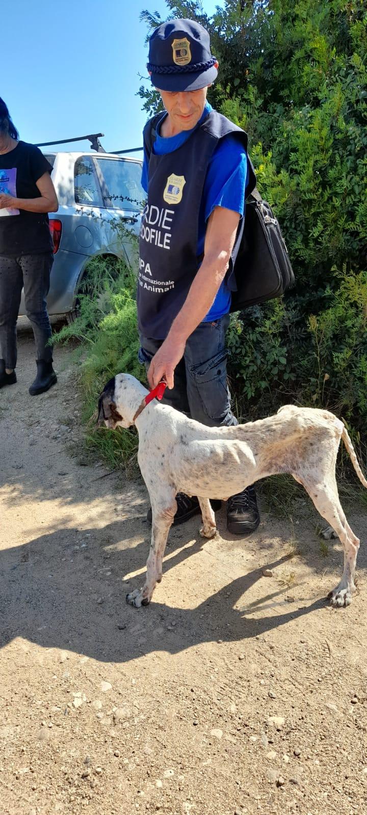 Cagnetta malnutrita e piena di ferite, le guardie zoofile dell’Oipa di Oristano la salvano