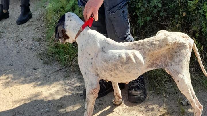 Cagnetta malnutrita e piena di ferite, le guardie zoofile dell’Oipa di Oristano la salvano