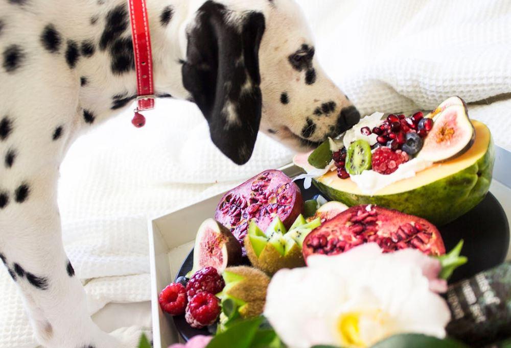 Fido può mangiare frutta? Sì ma con avvertenze