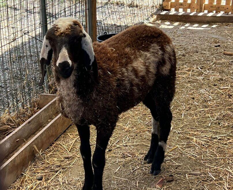 Pecorella smarrita in tangenziale a Reggio Emilia finisce la corsa nel giardino di un’azienda