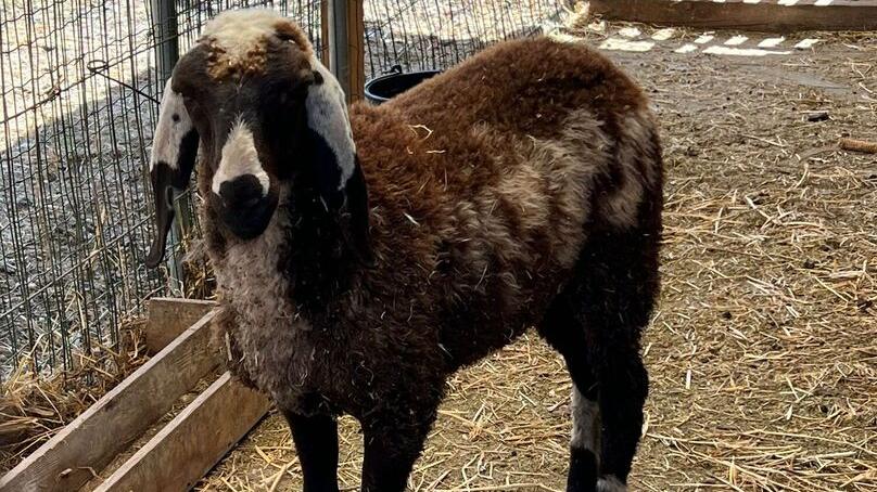 Pecorella smarrita in tangenziale a Reggio Emilia finisce la corsa nel giardino di un’azienda
