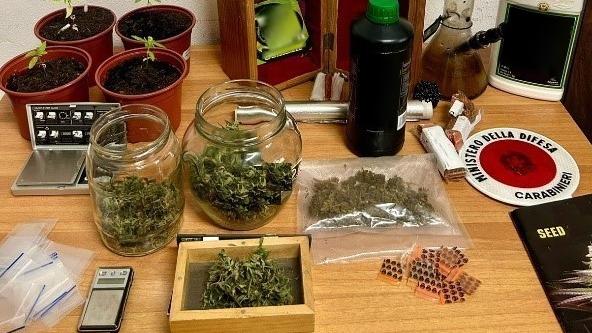 Lagosanto, ventenne teneva una piccola serra di marijuana in camera: arrestato