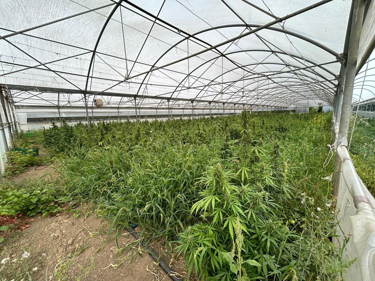 Sequestrata una piantagione di cannabis con vista sul carcere di Massama