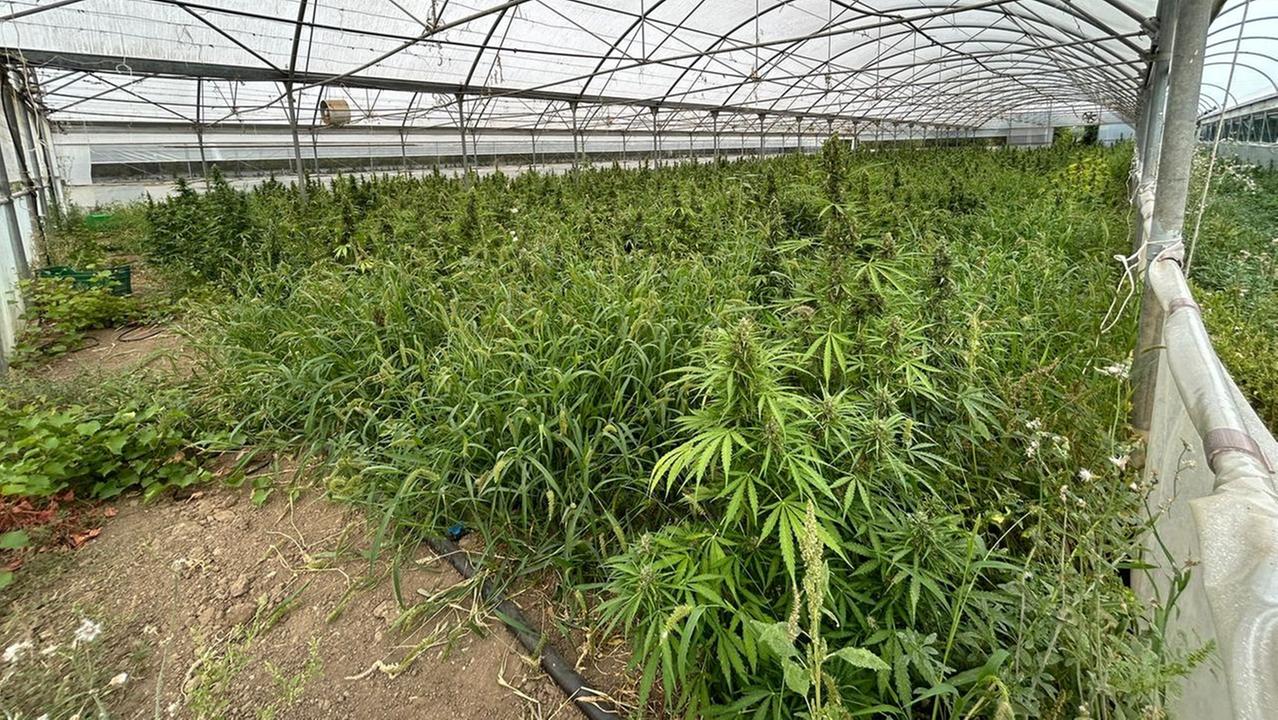 Sequestrata una piantagione di cannabis con vista sul carcere di Massama