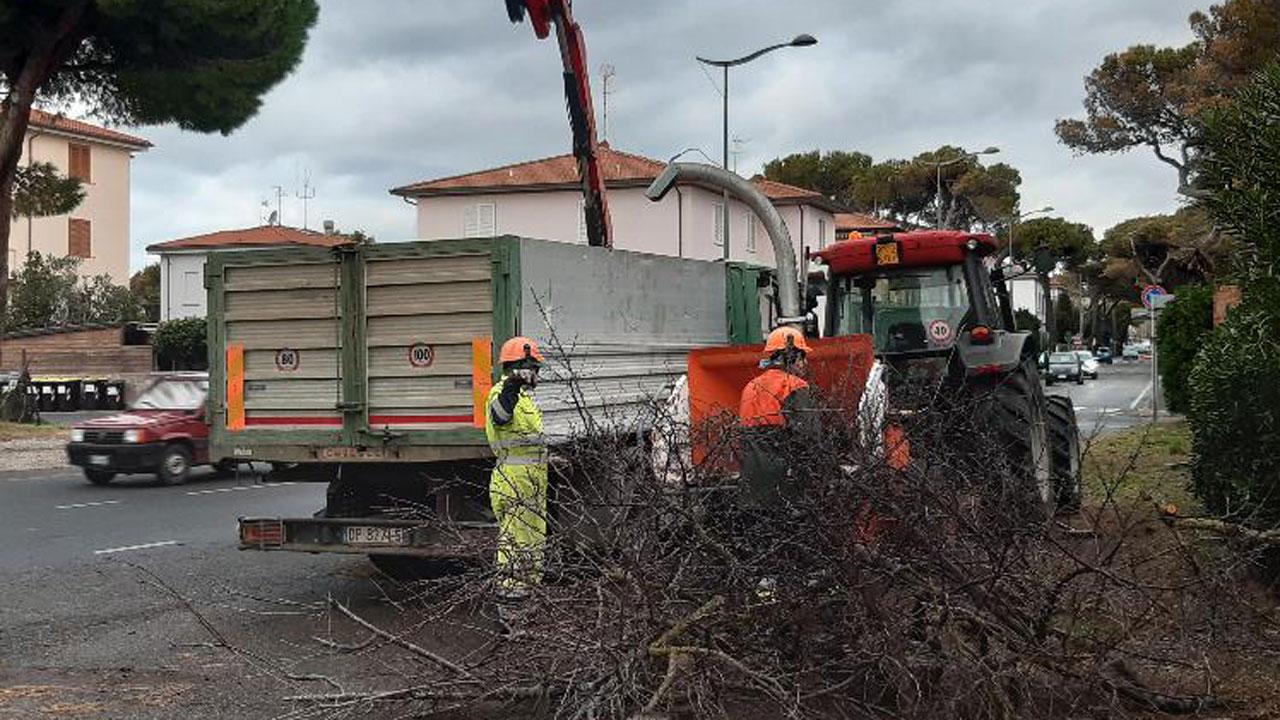 Il taglio di alcuni alberi infetti