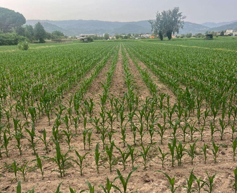 Valdinievole, la produzione di mais è in picchiata. L’allarme: «Serve raccogliere l’acqua piovana»