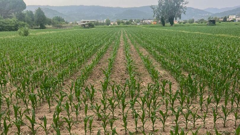 Valdinievole, la produzione di mais è in picchiata. L’allarme: «Serve raccogliere l’acqua piovana»
