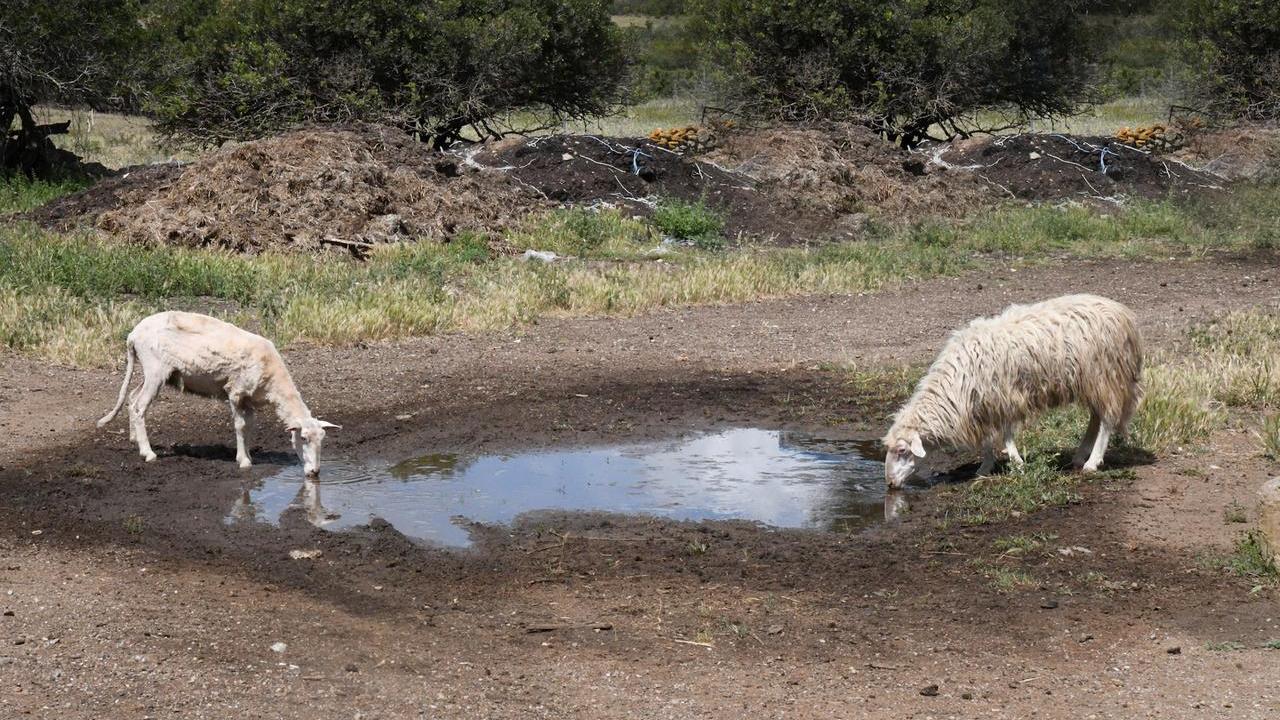 Siccità, alta Baronia e bassa Gallura in ginocchio: perso il 100% delle colture