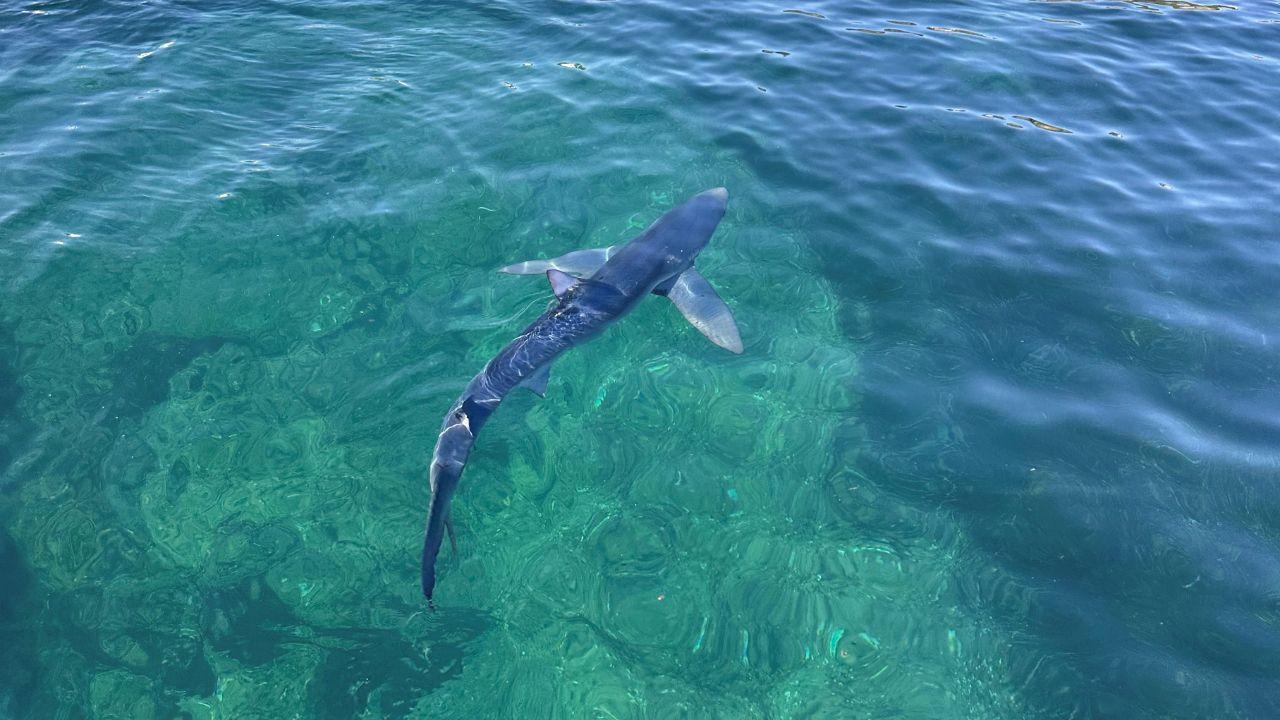 Il piccolo squalo fotografato