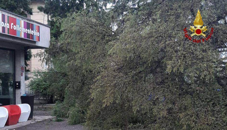 Rivalta, grosso albero cade nel cortile della scuola elementare