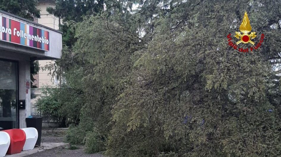 Rivalta, grosso albero cade nel cortile della scuola elementare