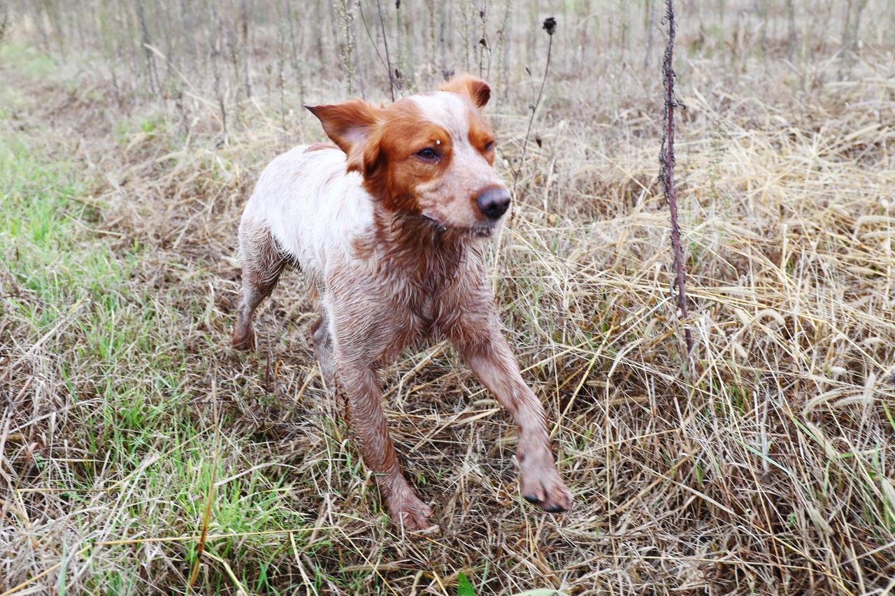 Cane rubato a Casumaro, il lucchetto del box rotto col flessibile