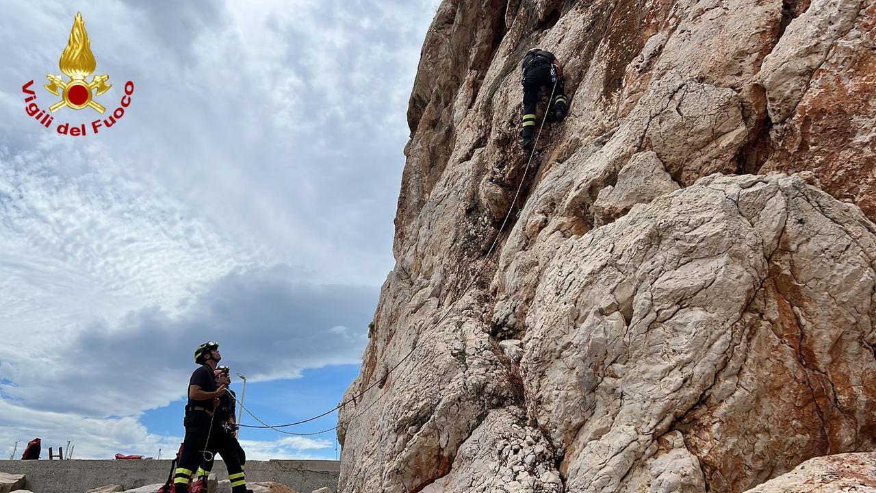 
	Le operazioni di salvataggio dell'animale

