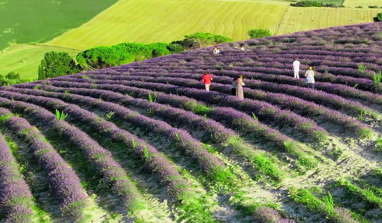 
	Uno dei campi di lavanda a Santa Luce (foto azienda Flora/Facebook)


