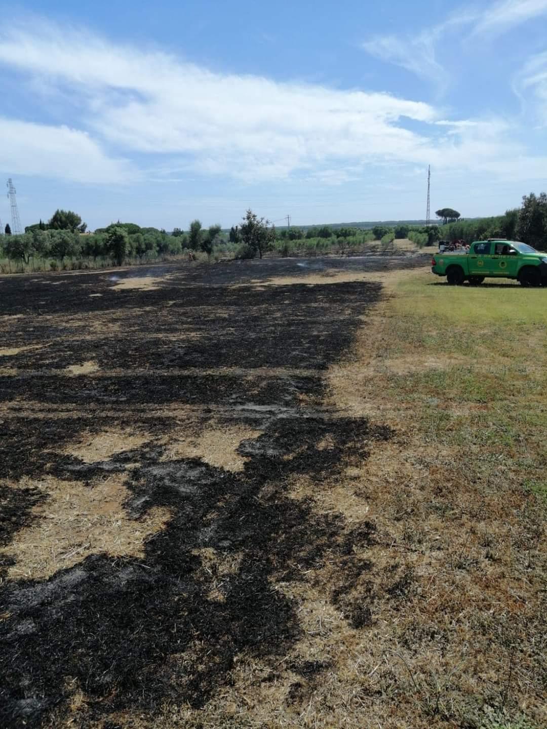 Orbetello, fiamme in zona Torrevecchia. Berardi: «Salvato il bosco»