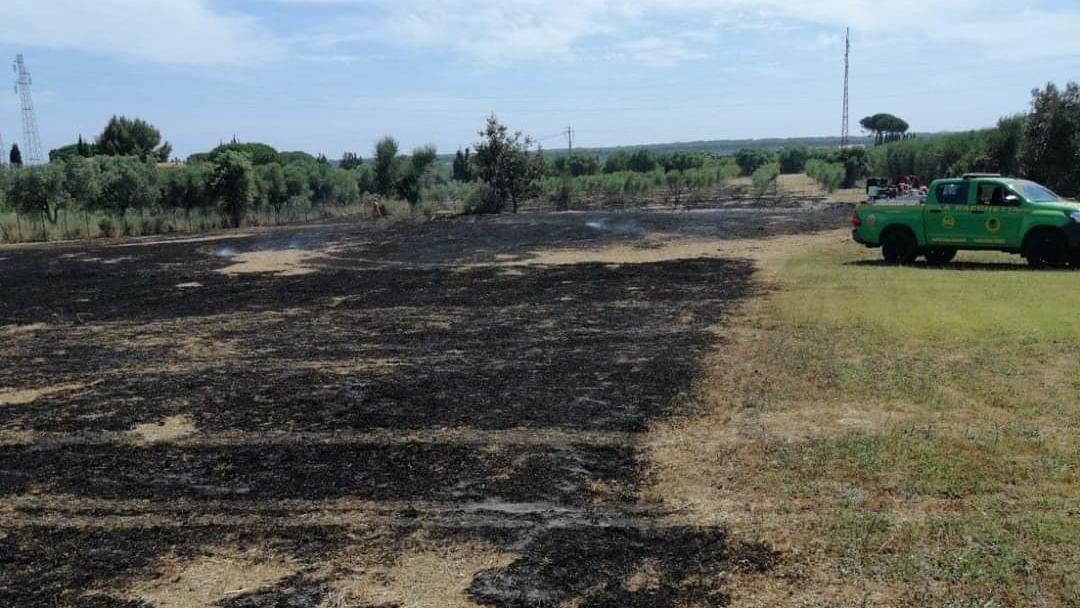 Orbetello, fiamme in zona Torrevecchia. Berardi: «Salvato il bosco»