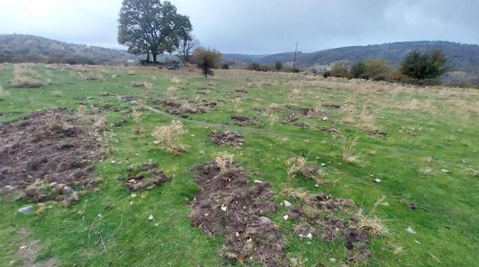 Campagne invase dai cinghiali: agricoltori sul piede di guerra