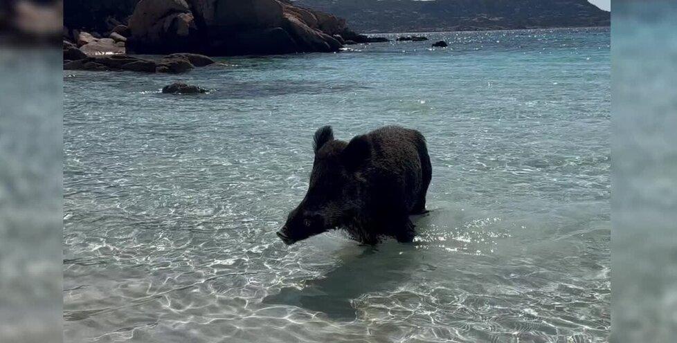 Cinghiali sulle spiagge a caccia di zainetti