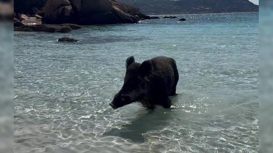 Cinghiali sulle spiagge a caccia di zainetti