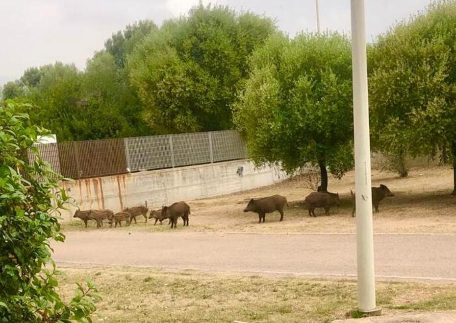 Cinghiali, cani uccisi e una donna ferita: a Olbia un rione sotto assedio