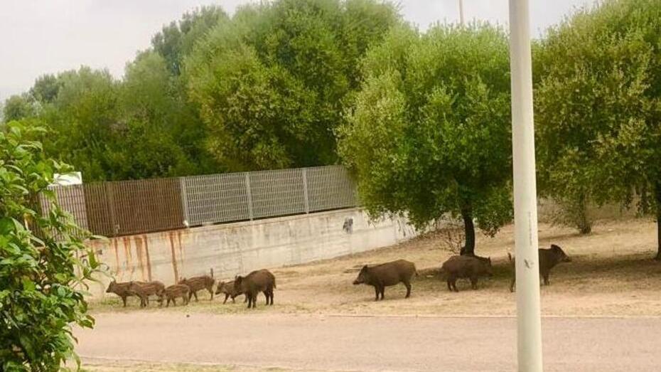 Cinghiali, cani uccisi e una donna ferita: a Olbia un rione sotto assedio