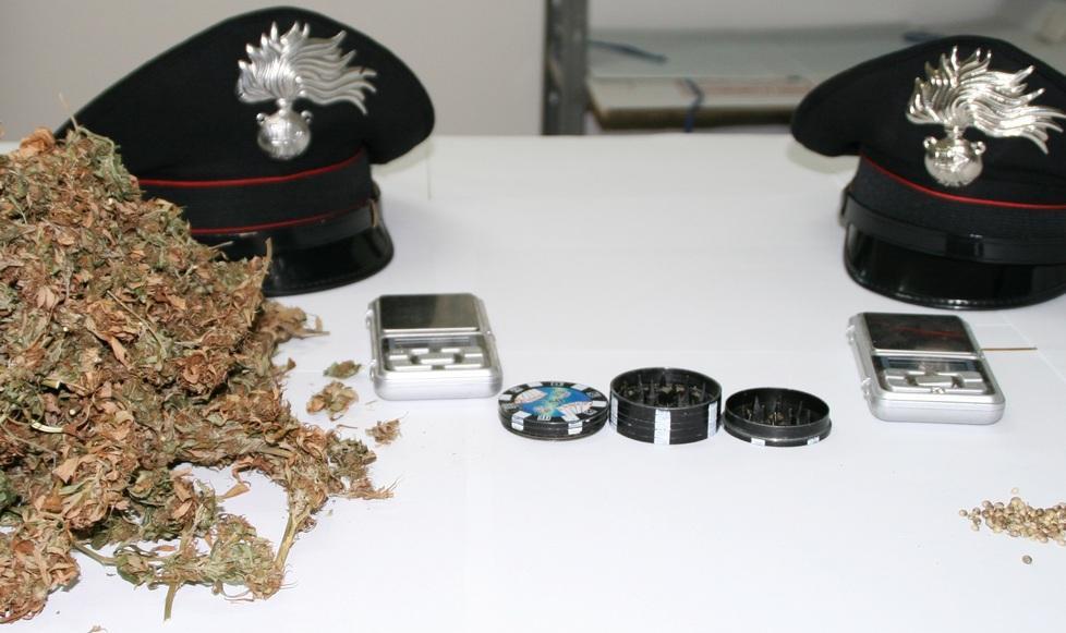 Enologo in cella: cannabis nella sua vigna 