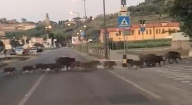 
	Cinghiali che attraversano la strada a Castiglione in una foto d&rsquo;archivio

