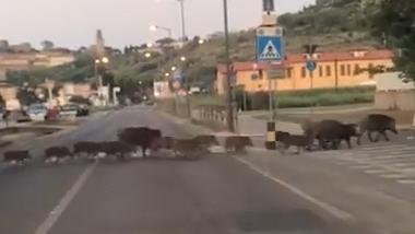 Cinghiali che attraversano la strada a Castiglione in una foto d’archivio
