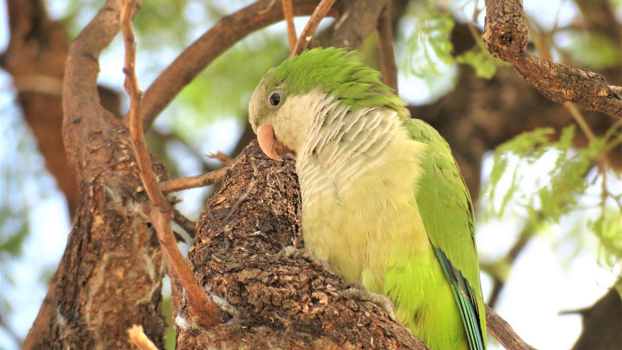 Il parrocchetto monaco