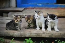 Asl, Comune di Oristano e associazioni: un piano per gestire le colonie feline