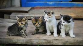 Asl, Comune di Oristano e associazioni: un piano per gestire le colonie feline