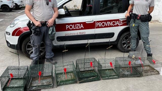 Le trappole sequestrate dalla polizia provinciale