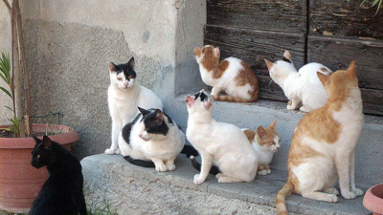 Deve mangiare pane e olio perché la carne viene data ai gatti: l'incubo in cui vive un pensionato