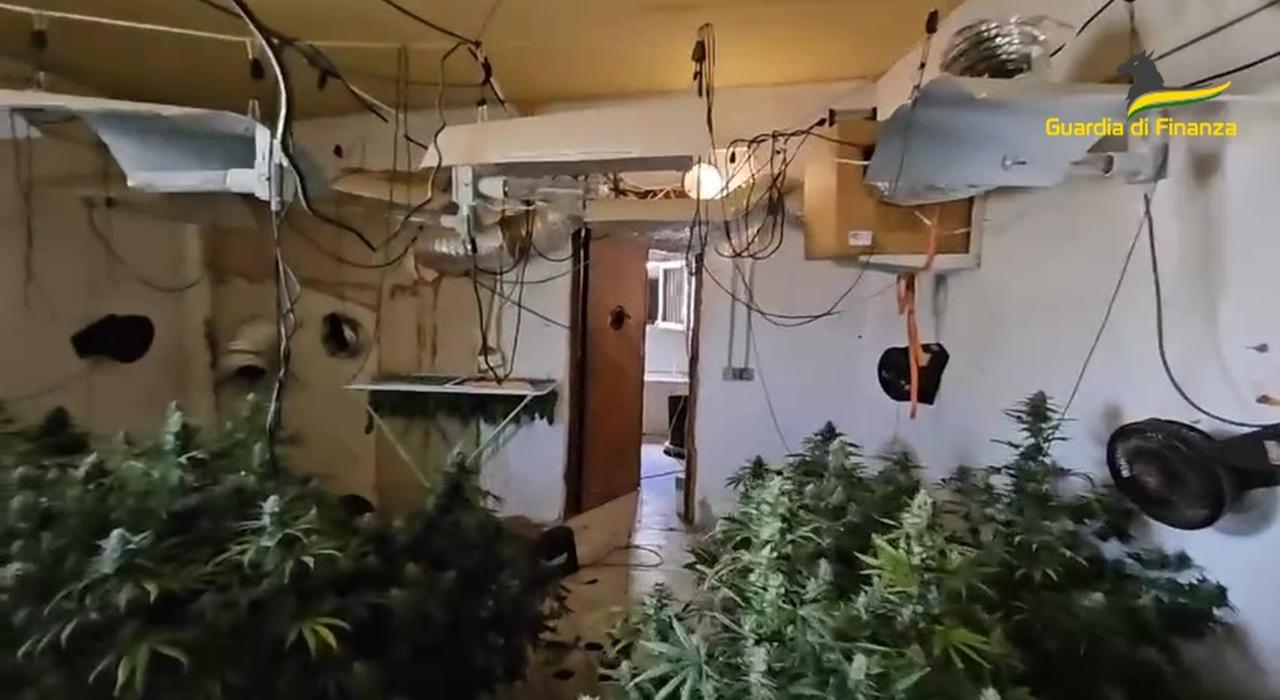 
	La casa di campagna a Selargius trasformata in serra per la marijuana

