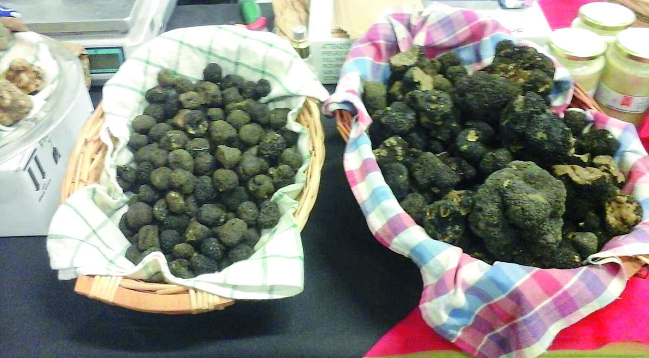 Tartufai a raduno alle fonti di Poiano