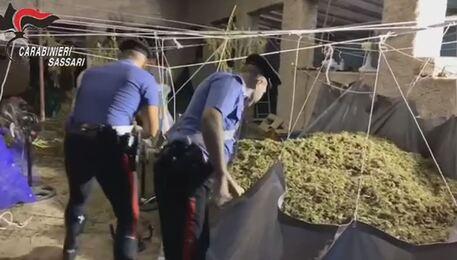 Telti, due tonnellate di marijuana nel capannone: aperto il processo