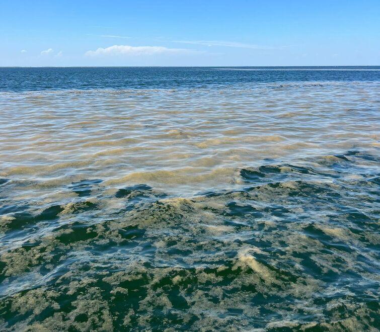 Mucillagini sorvegliate speciali. Costa monitorata per le alghe