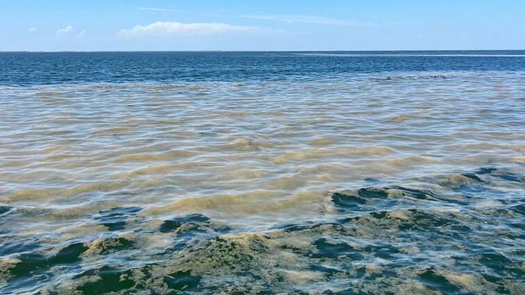 Mucillagini sorvegliate speciali. Costa monitorata per le alghe