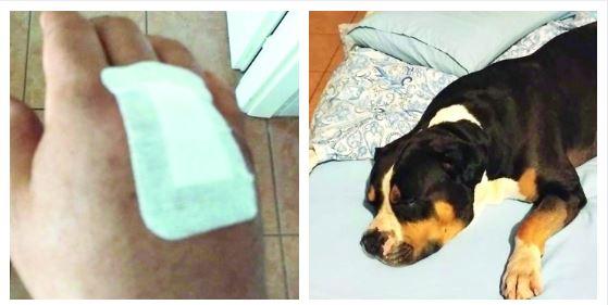 «Azzannati al parco da un cane: io e il mio Thor siamo sotto shock»