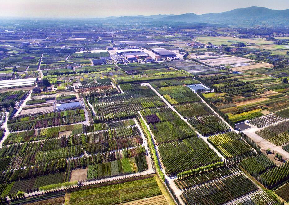 Florovivaismo a Pistoia, approvata la legge: «Impulso a ricerca e innovazione». Cosa prevede e le ricadute sulla filiera