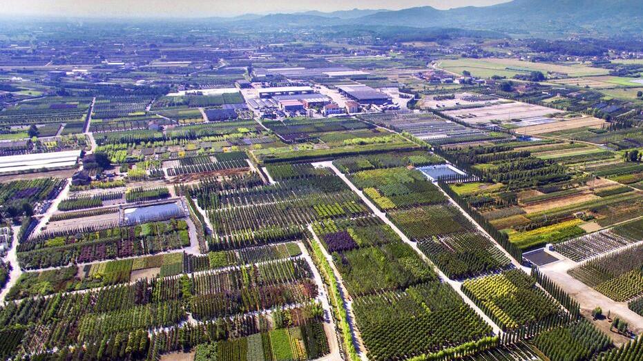 Florovivaismo a Pistoia, approvata la legge: «Impulso a ricerca e innovazione». Cosa prevede e le ricadute sulla filiera