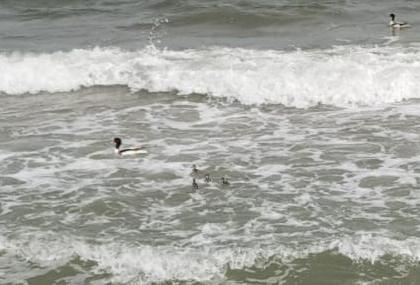 Famiglia di germani reali in difficoltà tra le onde presa di mira dai gabbiani, i carabinieri salvano 4 piccoli