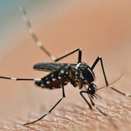 West Nile, un 77enne finisce all’ospedale: è ricoverato a Carpi. Primo caso autoctono in Italia