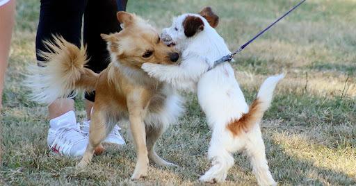 Empoli, stop agli animali lasciati sui balconi o chiusi in gabbia: arrivano le sanzioni
