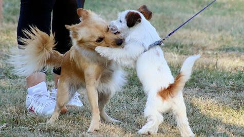 Empoli, stop agli animali lasciati sui balconi o chiusi in gabbia: arrivano le sanzioni
