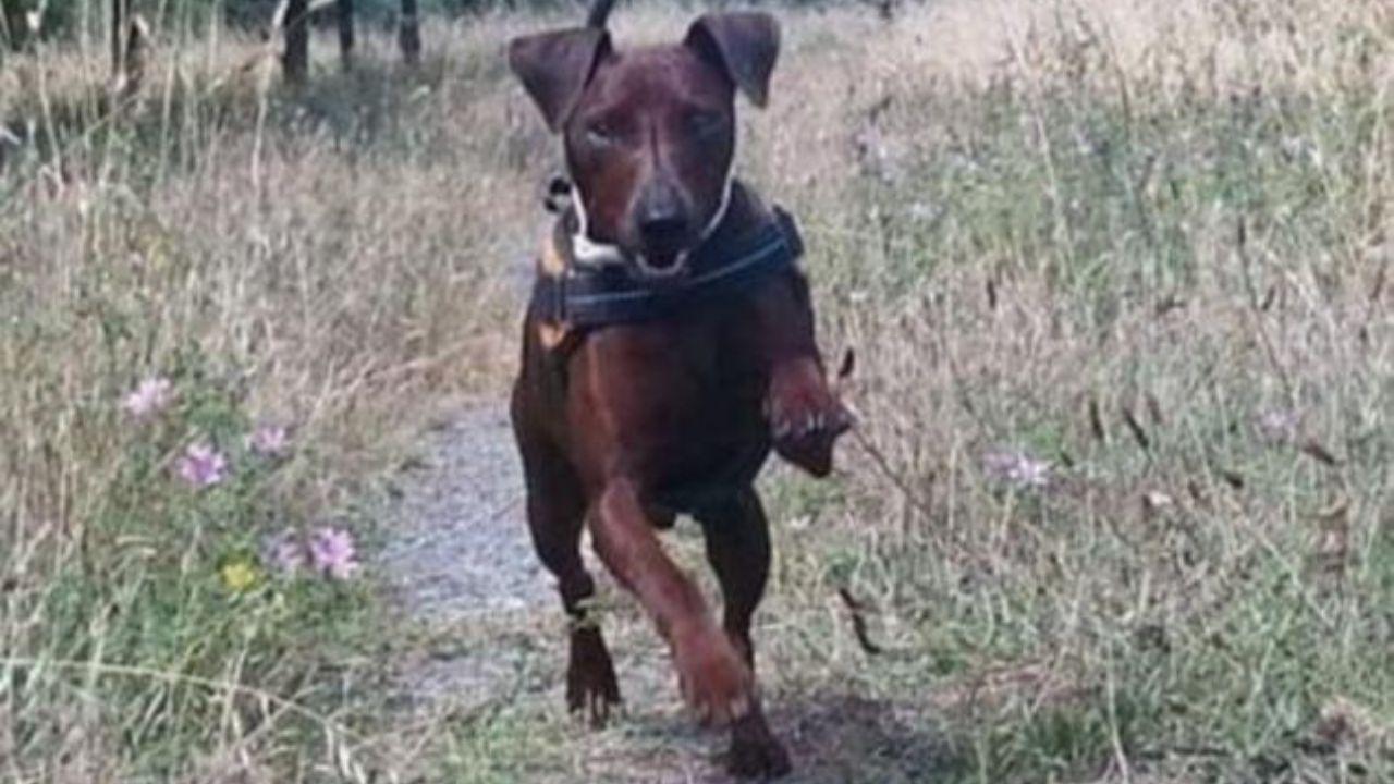 
	Lampo il cane coraggioso

