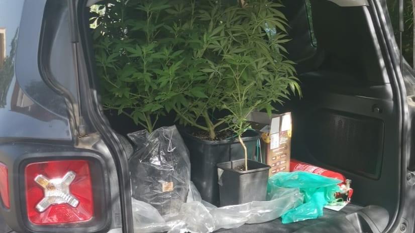 Piante di cannabis in casa, denunciato un 34enne a Cabras